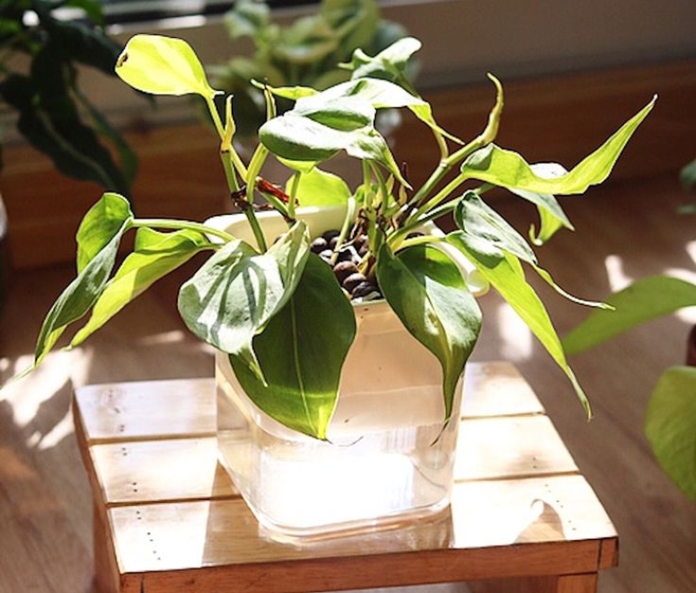 Cây trầu bà Brazil