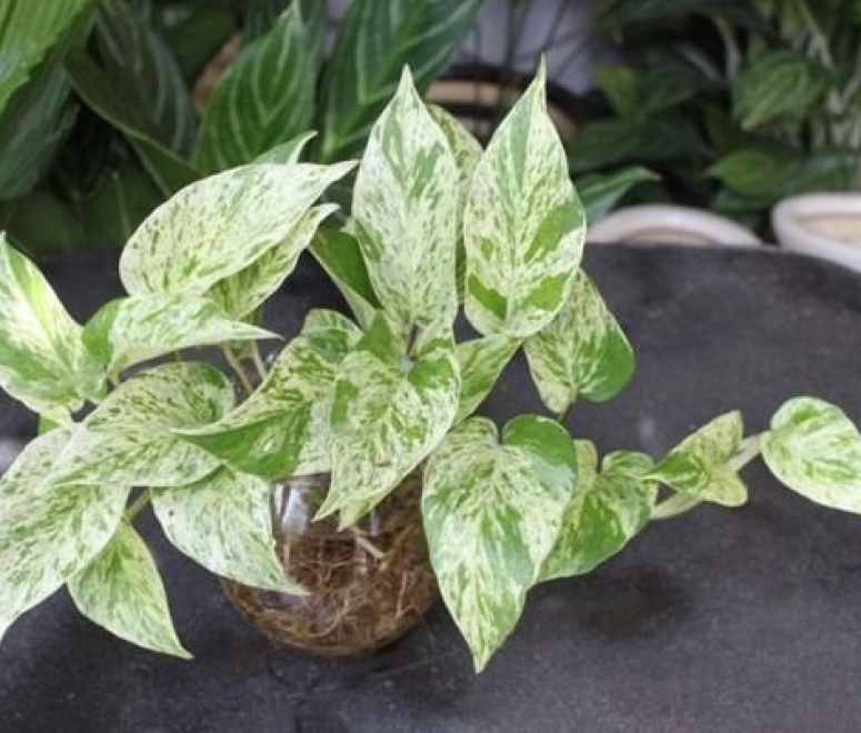 Cây trầu bà sữa