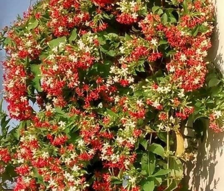 Cây sử quân tử (Trang leo)