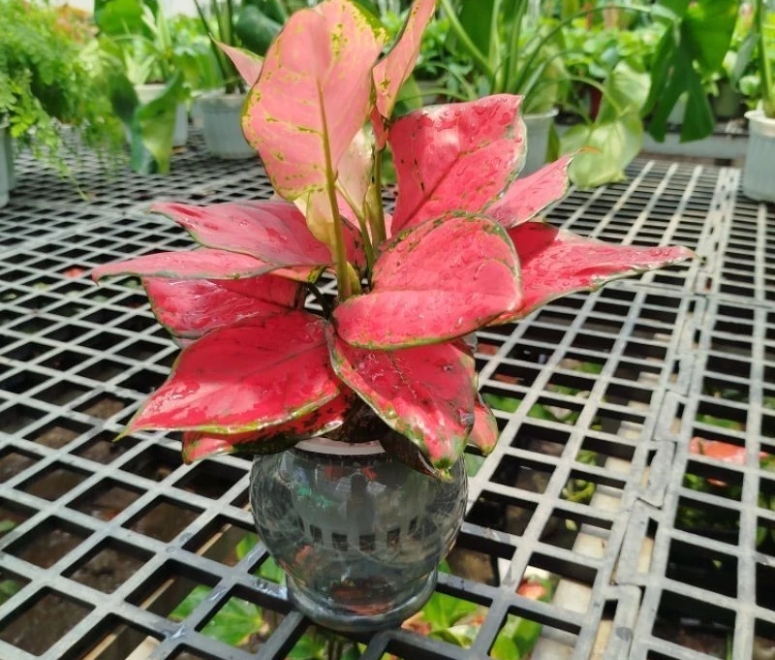 Cây vạn lộc đổ